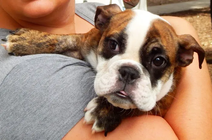 Vet4Bulldog Picture 8