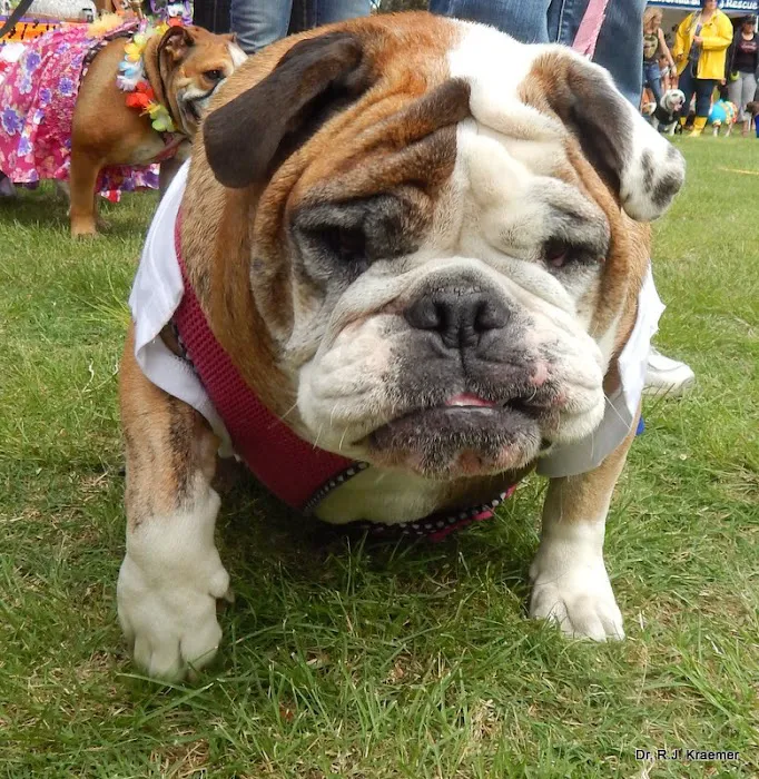 Vet4Bulldog Picture 6