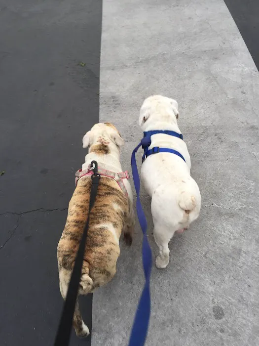 Vet4Bulldog Picture 2