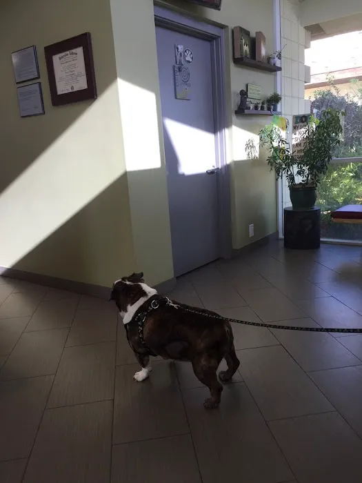 Vet4Bulldog Picture 3