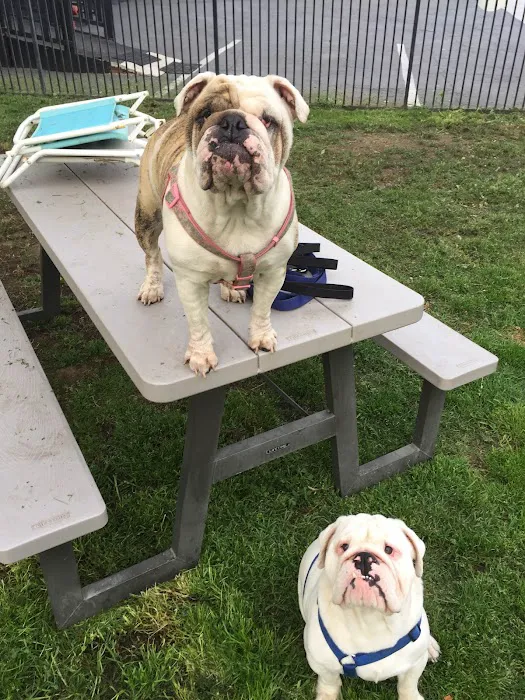 Vet4Bulldog Picture 9