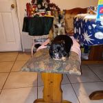 Stanton Pet Hospital