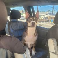 Brookhaven Pet Hospital ico