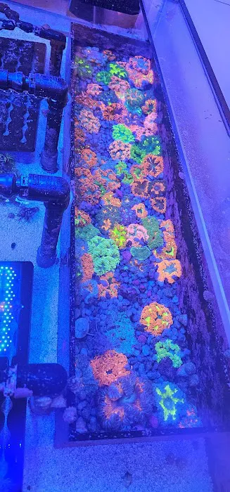 Frags 2 Fishes Picture 10