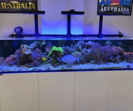 Frags 2 Fishes