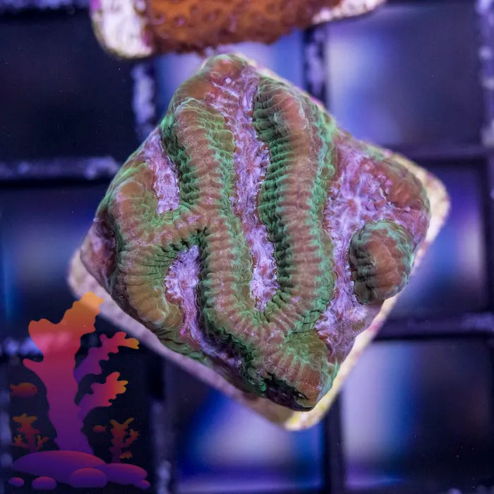 Frags 2 Fishes Picture 6