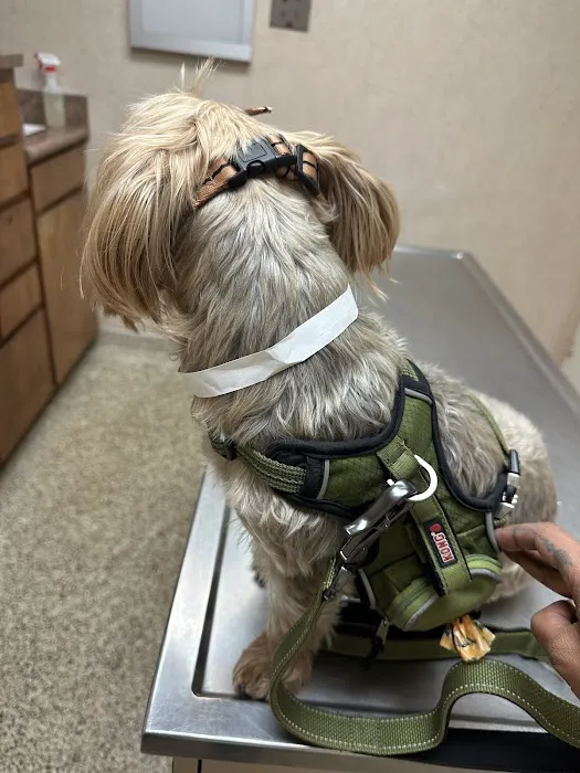 Garden Grove Dog and Cat Hospital Picture 9