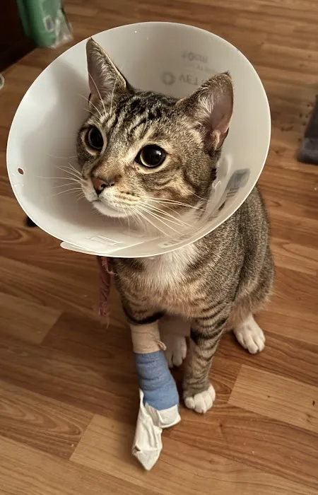 Garden Grove Dog and Cat Hospital Picture 7