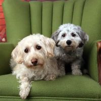 Garden Grove Dog and Cat Hospital ico