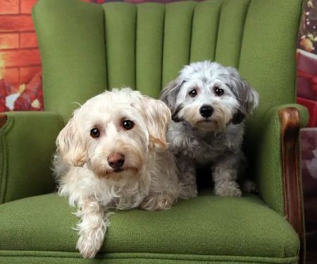 Garden Grove Dog and Cat Hospital