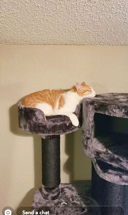 Cozy Cat Furniture Picture 6