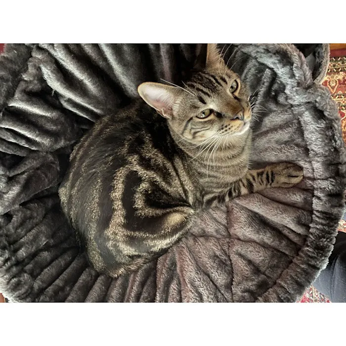 Cozy Cat Furniture Picture 9