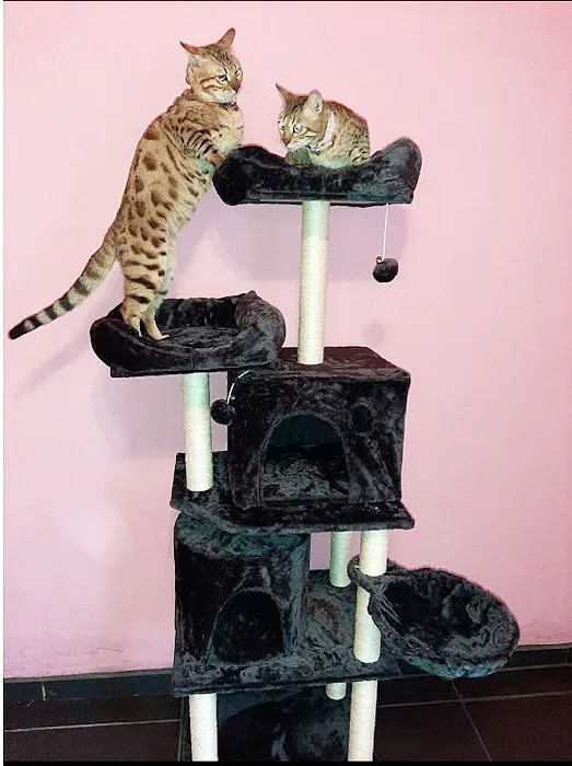 Cozy Cat Furniture Picture 3