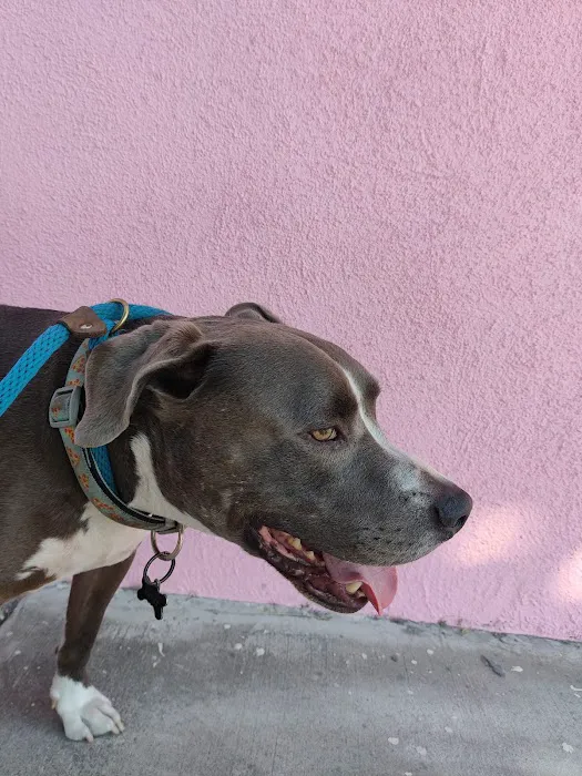 Boulevard Animal Hospital Picture 10