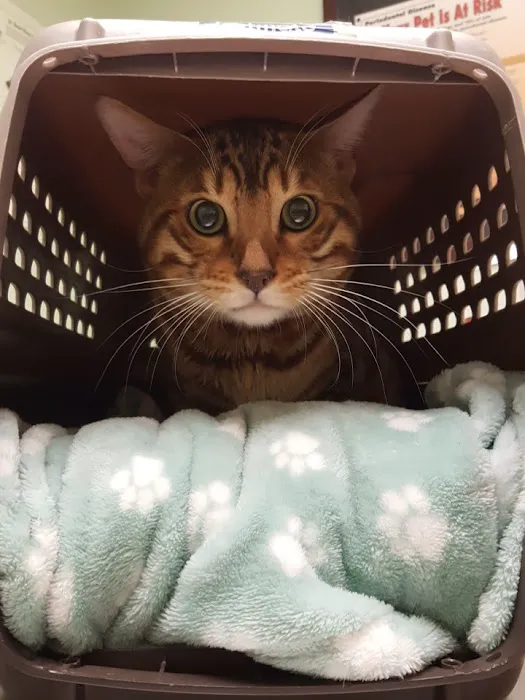 Boulevard Animal Hospital Picture 4