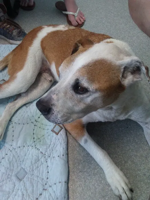 Boulevard Animal Hospital Picture 5