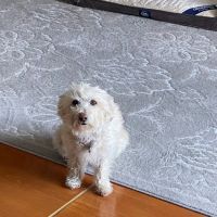 AnimAid Pet Hospital ico