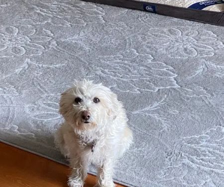 AnimAid Pet Hospital