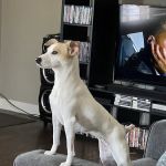 Community Veterinary Hospital