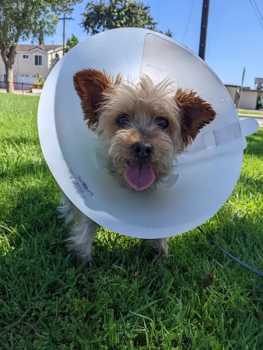 Community Veterinary Hospital Picture 4