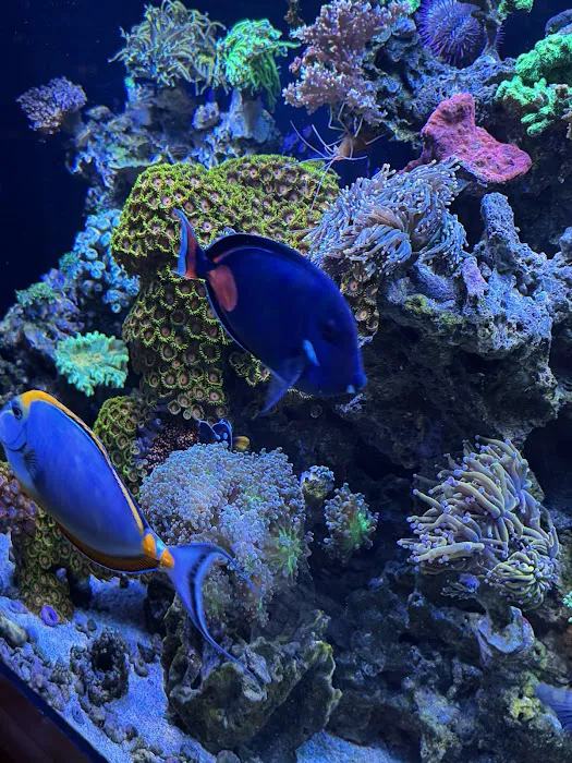 Armco Aquatics Picture 5