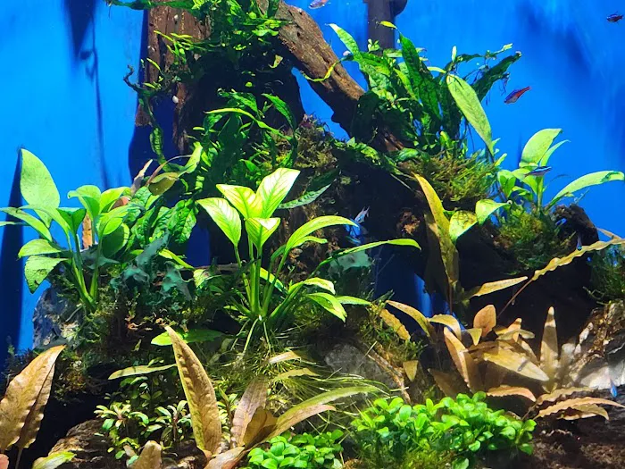 Armco Aquatics Picture 6