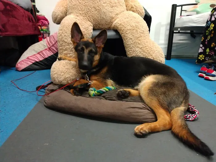 Animal Discount Clinic Picture 9