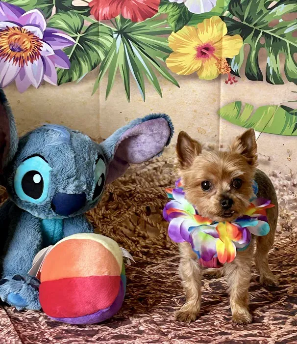 Yarn and Bone Pet Supply Hockessin Picture 4