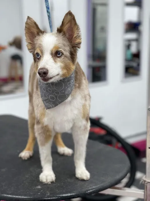 Orange County Emergency Pet Clinic Picture 2