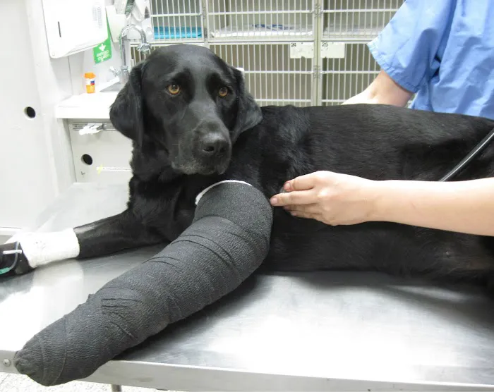 Orange County Emergency Pet Clinic Picture 10