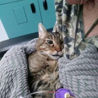 Orange County Emergency Pet Clinic ico