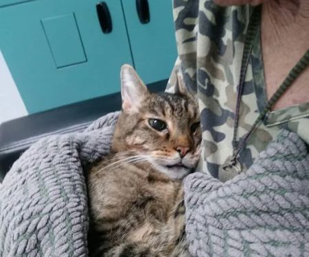 Orange County Emergency Pet Clinic