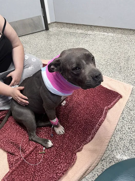 Orange County Emergency Pet Clinic Picture 8
