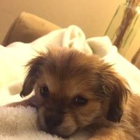 Bristol Memory Animal Clinic ico