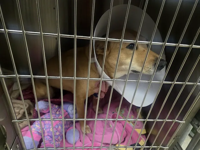 Bristol Memory Animal Clinic Picture 3