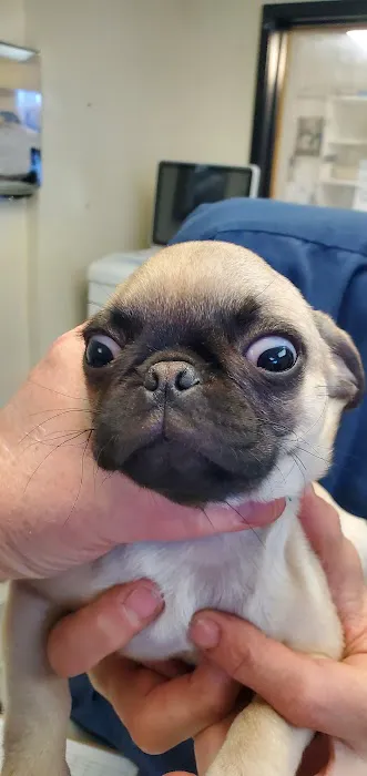 Metropolitan Veterinary Hospital Picture 8