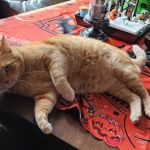 Metropolitan Veterinary Hospital