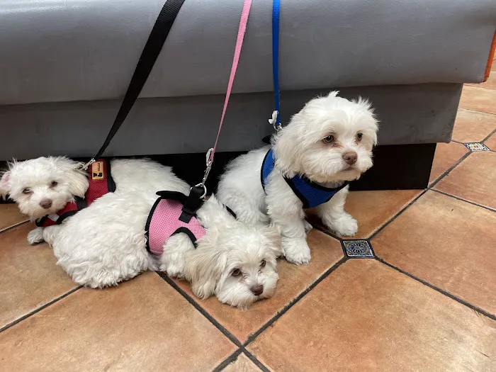 Grand Pet Care Center Picture 4