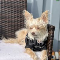 Grand Pet Care Center ico