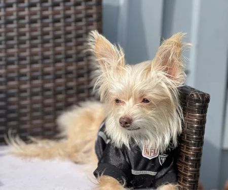 Grand Pet Care Center