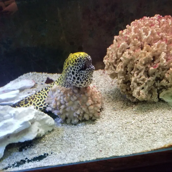 Just Fish Picture 7