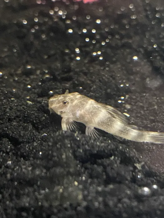 Just Fish Picture 8