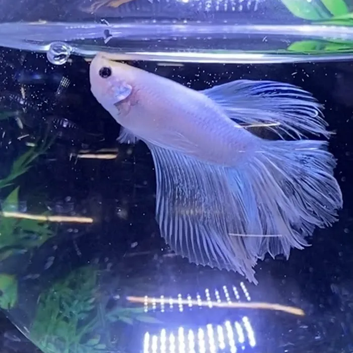 Just Fish Picture 10