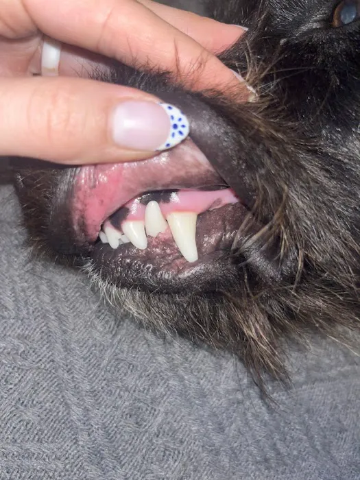 Healthy Woof Picture 4