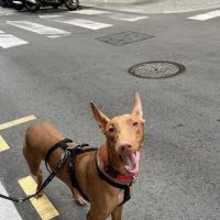 Healthy Woof ico