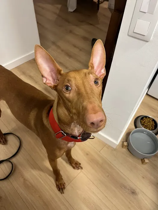 Healthy Woof Picture 3
