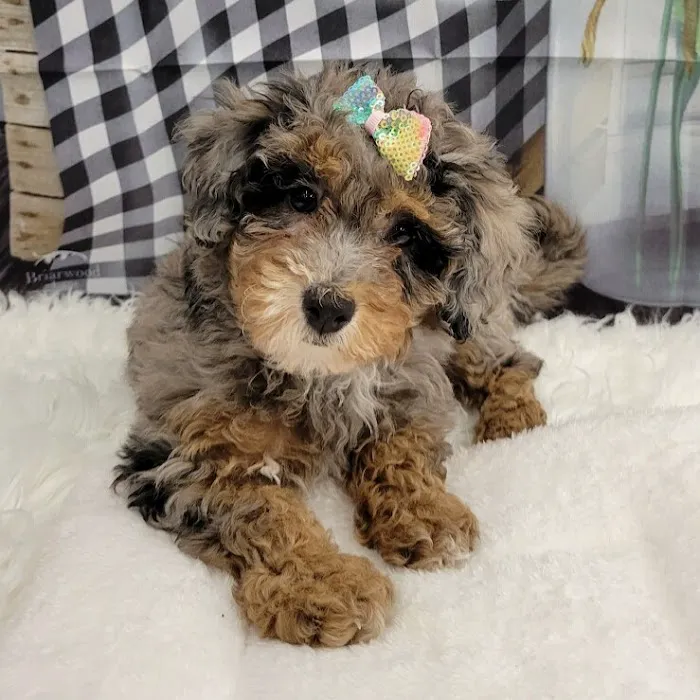 PV Pets Picture 7