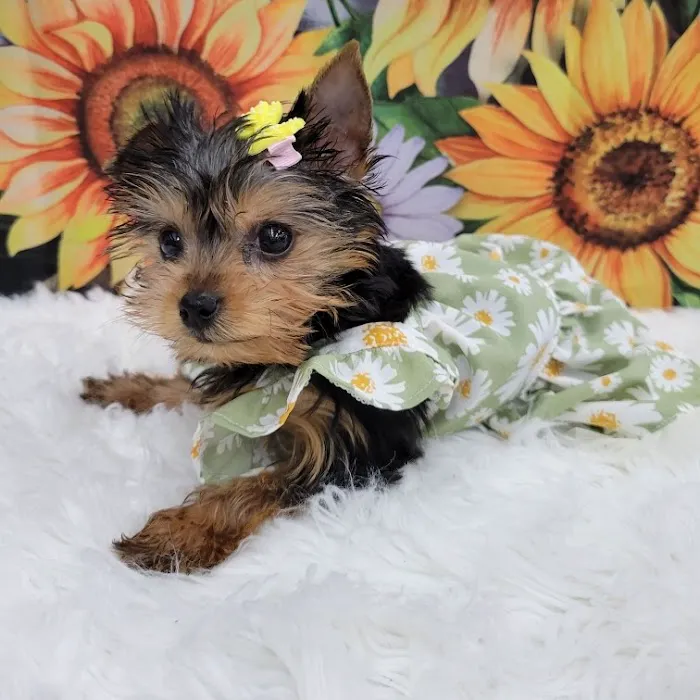 PV Pets Picture 4