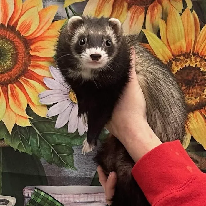 PV Pets Picture 9