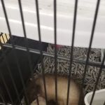 PV Pets
